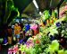 Pak Klong Flower Market in Bangkok