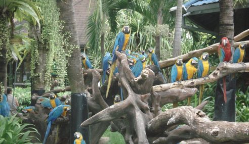 The Bangkok Safari World
