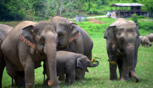 Discover Elephants World in Thailand
