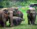 Discover Elephants World in Thailand