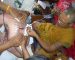 Yantra Tattooing